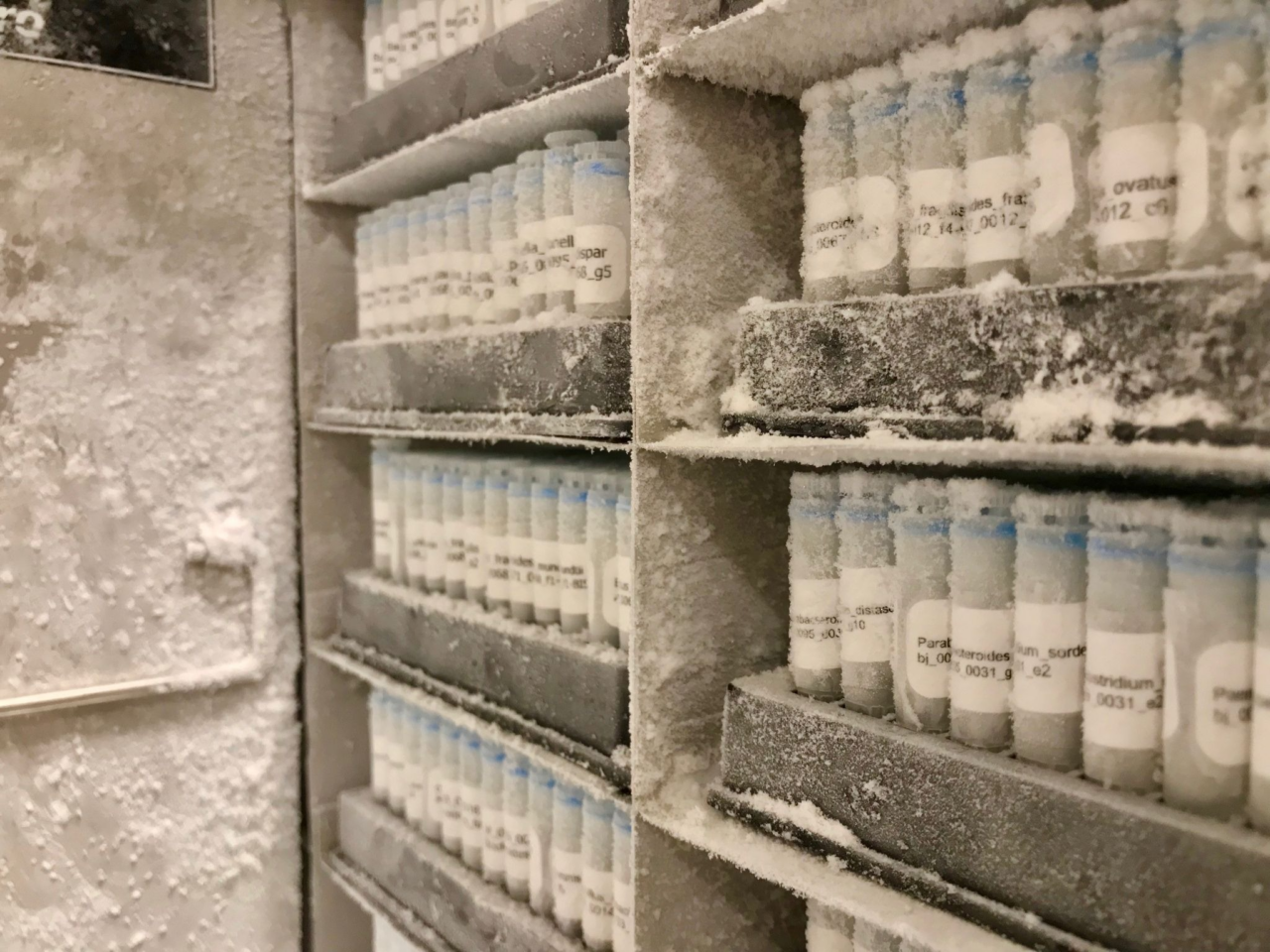 Global Microbiome Conservancy biobank of microbiomes and bacterial isolate