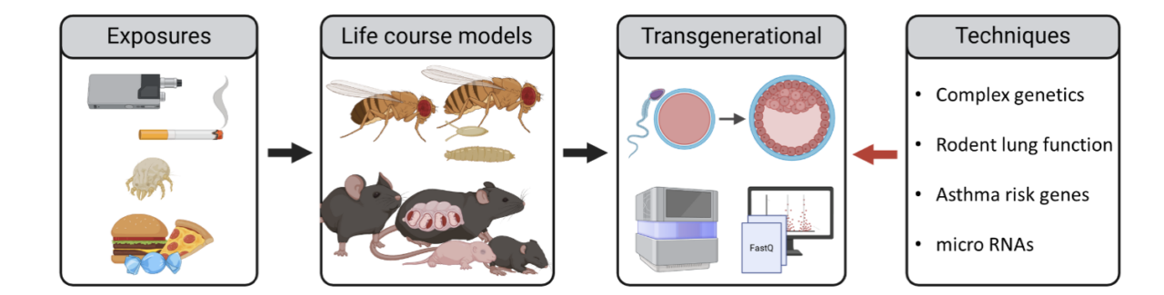 Early Life Origins of CLD grafic