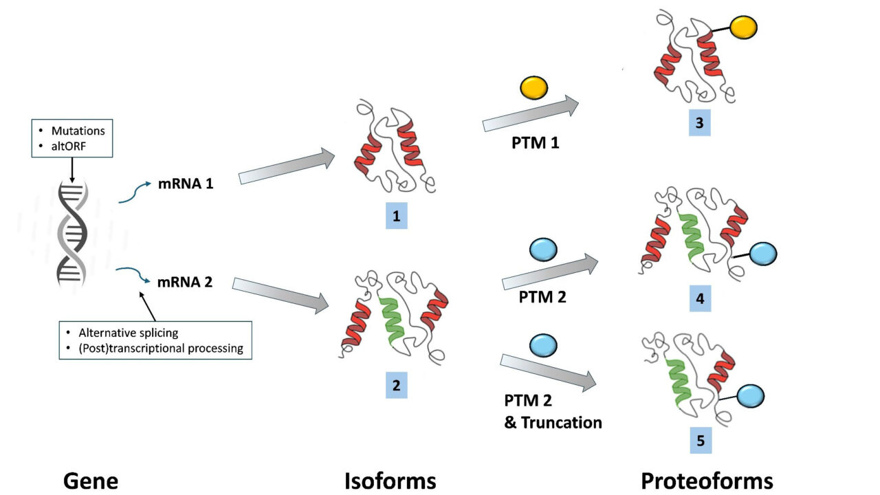 Formation of proteoforms