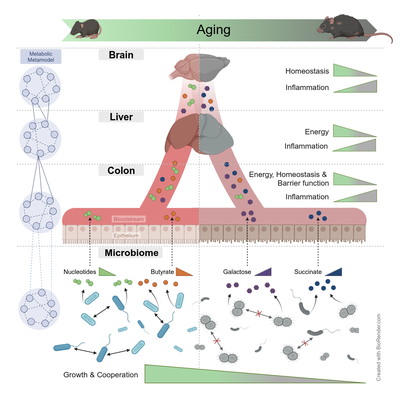 Grafik: Systems biology of aging
