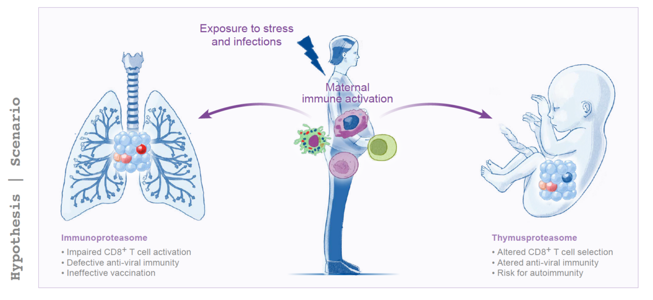 Grafik: CRC 1713 Maternal Immune Activation