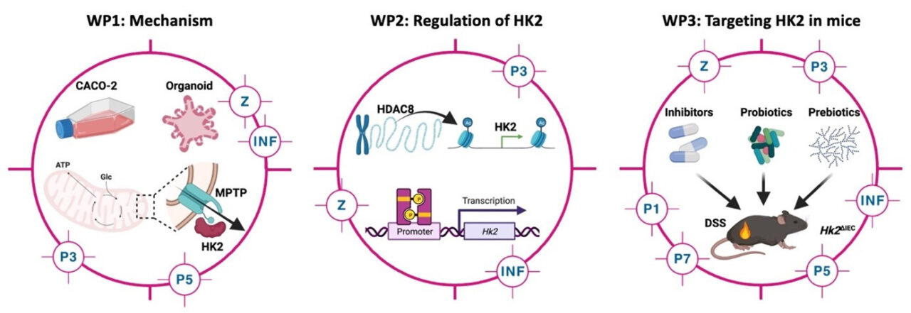 Grafik: Therapeutic targeting of hexokinase in intestinal inflammation