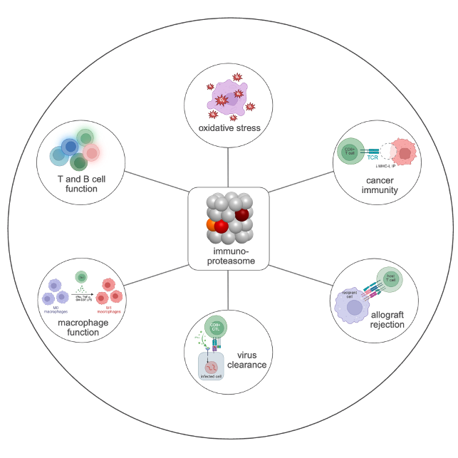 The immunoproteasome has diverse functions in cellular immune and stress responses.