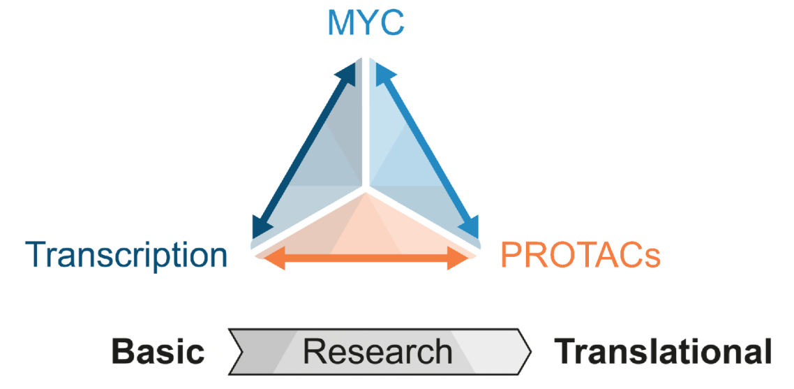Translational proteolysis