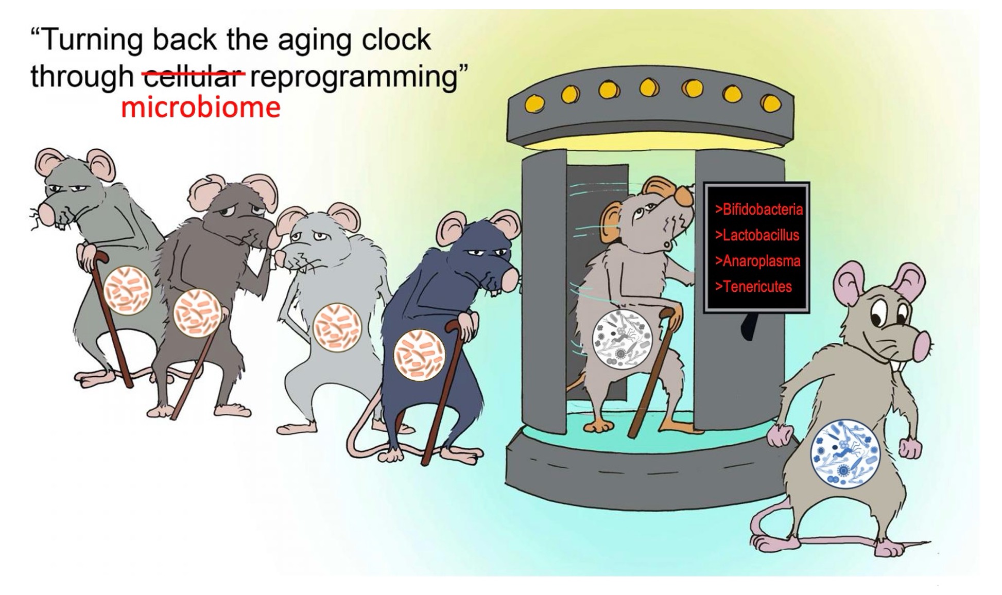The microbiome influences ageing
